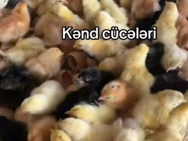 Chickens — Aserbaidschan