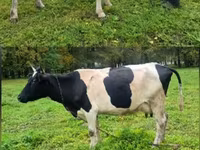 गाय, Simmental cattle — फ़ोटो 3