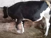 بقرة, Russian Black pied cattle — الصورة 6
