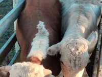 Bull, Auliekol breed — photo 1