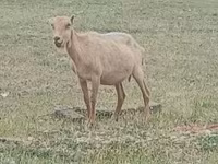 बकरा, Alpine goat — फ़ोटो 2