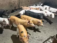 Säue, Schweine — Foto 3