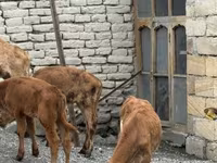 Buğa, Mal-qara — foto 4