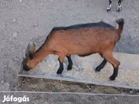 Koza, Alpine goat — foto 4