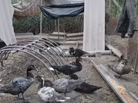 Turkeys — الصورة 1