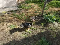 Ducks — photo 1
