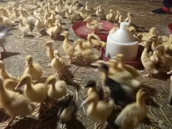 Ducks — Azərbaycan