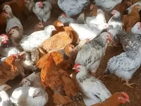Brahma — foto 3
