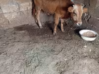 सांड, मवेशी — फ़ोटो 5