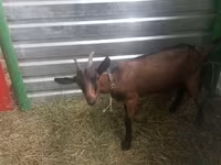 عنزة, Alpine goat — الصورة 5