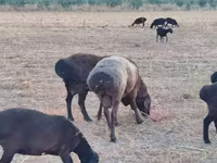Qoʻchqor, Blackheaded Persian sheep — 8-rasm