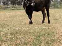 Kuh, Swiss cattle — Foto 6