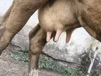 Krava, Simmental cattle — foto 3