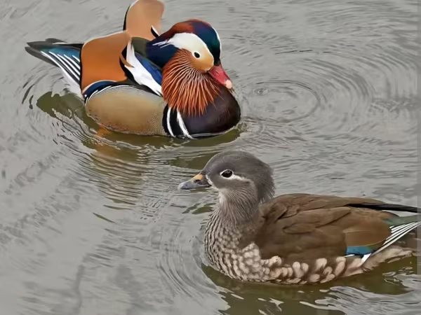 Ducks