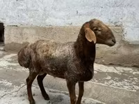 Ovelhas (lote, sexo não especificado), Ovelhas — foto 5