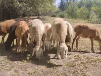 Widder, Afghan Arabi sheep — Foto 7