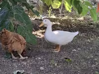 Ducks — photo 1