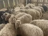Owce (partia, płeć nieokreślona), Suffolk sheep — zdjęcie 2