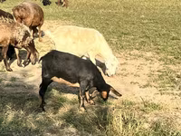 母山羊, Nubian Goat — 照片 5
