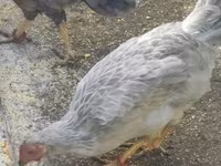 Chickens — 3-rasm