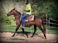 母马, Quarter Horse — 照片 7