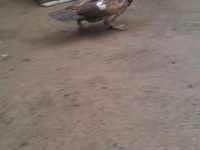 Ducks — photo 2