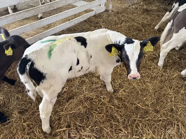 Toro, Russian Black pied cattle