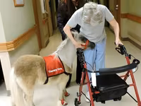Horse (M), Miniature horse — photo 5