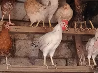 Chickens — photo 5