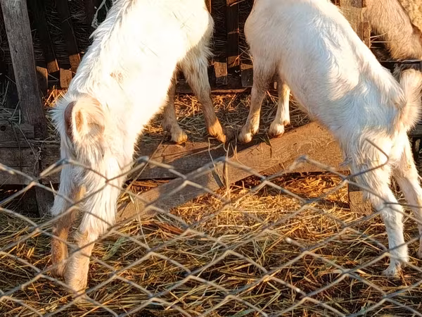 Ziegenbock, Nubian Goat