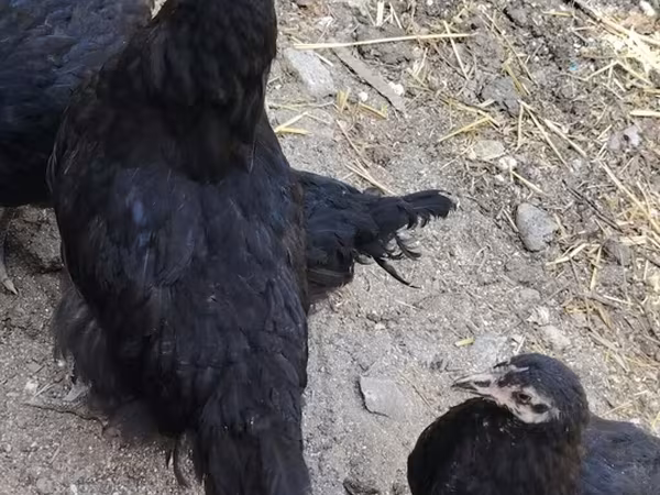 Australorp — Azerbaijan