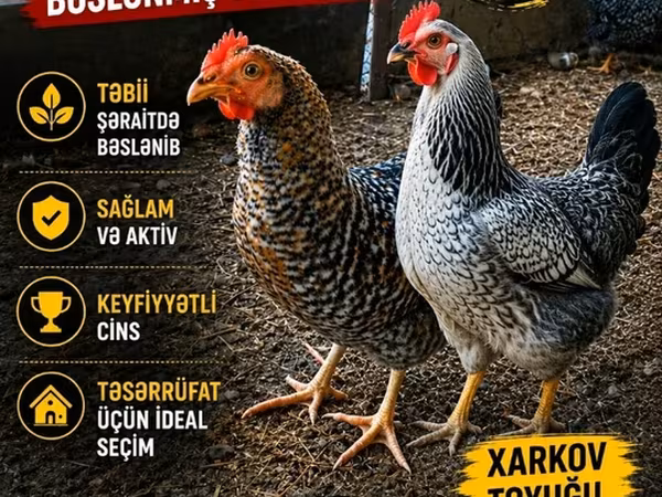 Chickens — Azerbaijan