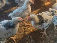Chickens — photo 2