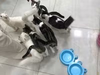 Отдаем котиков в хорошие руки, беспалтно. все кроме белых — 照片 1