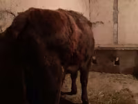 Cow, Cattle — photo 3