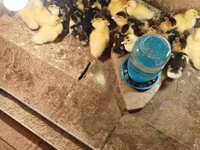 Ducks — foto 4