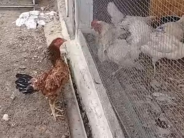 Chickens — Azerbaijan
