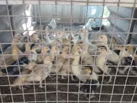 Ducks — photo 5