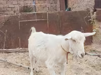 Cabra, Cabras — foto 1