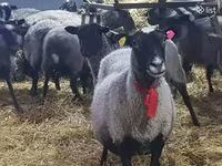 Schaf, Romanov sheep — Foto 5