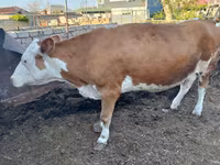 İnək, Simmental cattle — foto 4