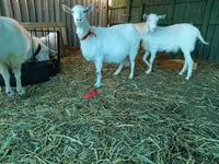 Dişi keçi, Saanen goat — foto 7