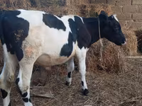 Buğa, Russian Black pied cattle — foto 3