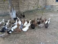 بكين ألماني — الصورة 2