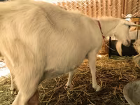 Keçilər (partiya, cinsi göstərilməyib), Pomellata goat — foto 7