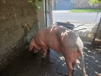 Säue, Schweine — Foto 3