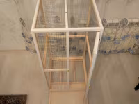 Papuqay,dovşan,hamster,şinşila,bildirçin,cücə,xamyak,pişik,quş,tısbağa — Foto 5