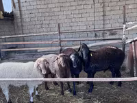 Baran, Owce — zdjęcie 3