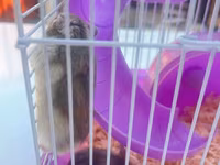 Cırtdan hamsterlər üçün komplekt qəfəs dəsti - Rəng: bənövşəyi — фото 3