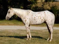Hengst, Appaloosa — Foto 4